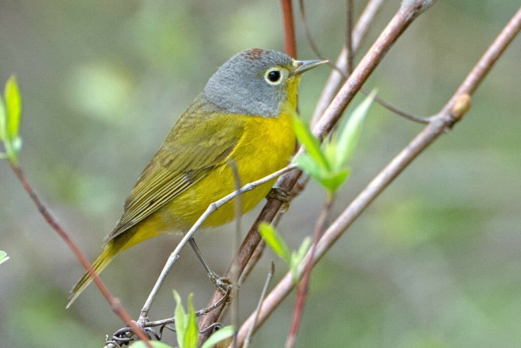Nashville Warbler