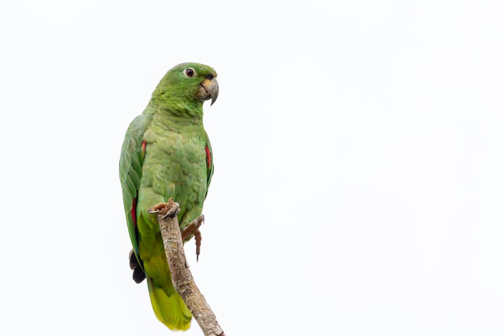 Mealy Amazon