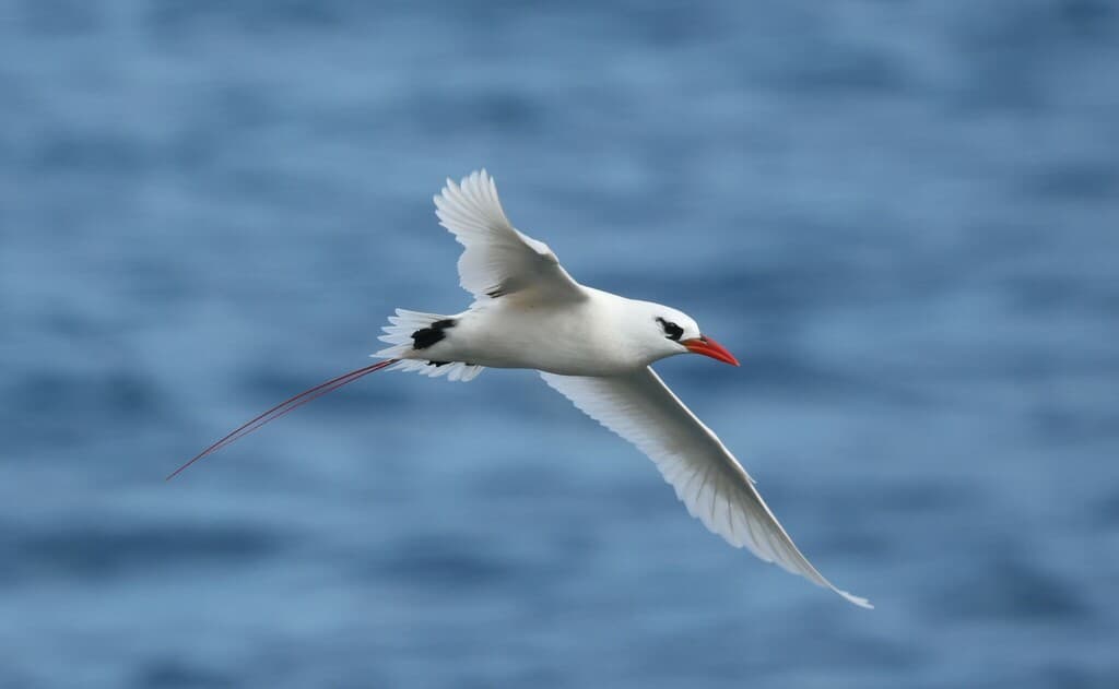 Red-tailed Tropicbird