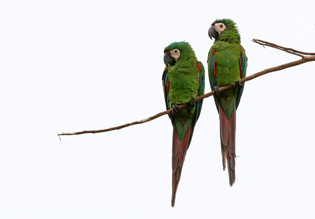 Chestnut-fronted Macaw