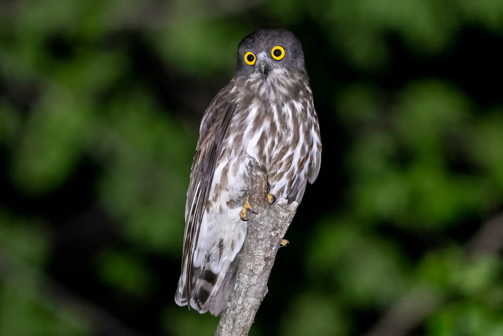 Northern Boobook