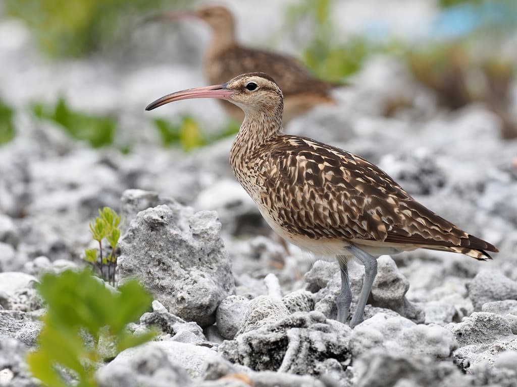 Bristle-thighed Curlew
