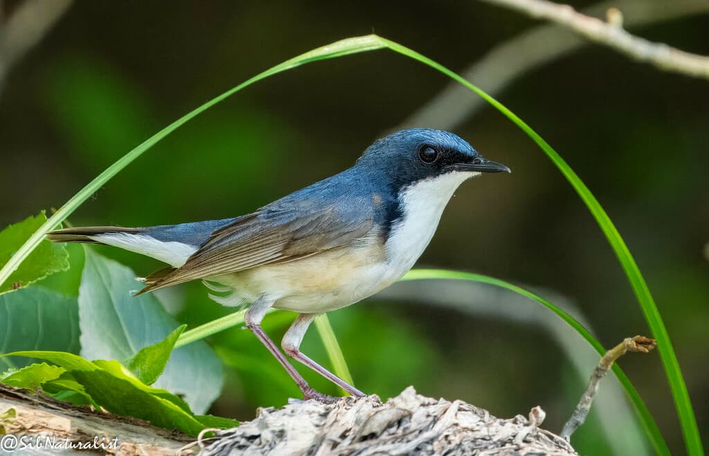 Siberian Blue Robin