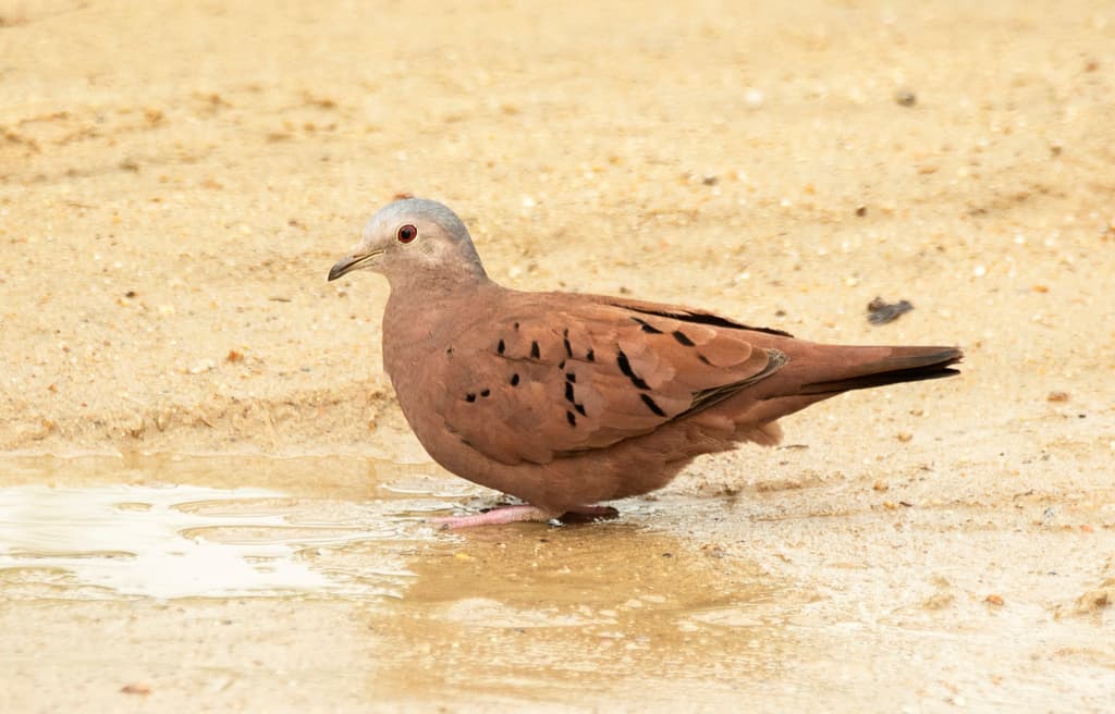 Ruddy Ground Dove