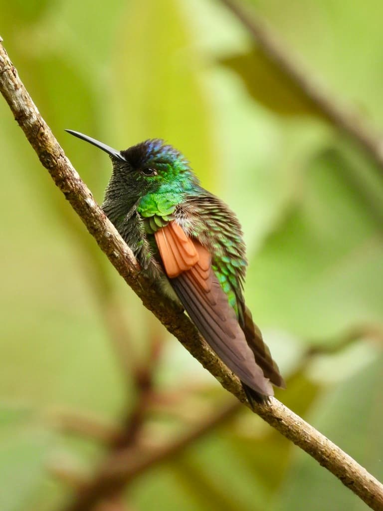 Blue-capped Hummingbird