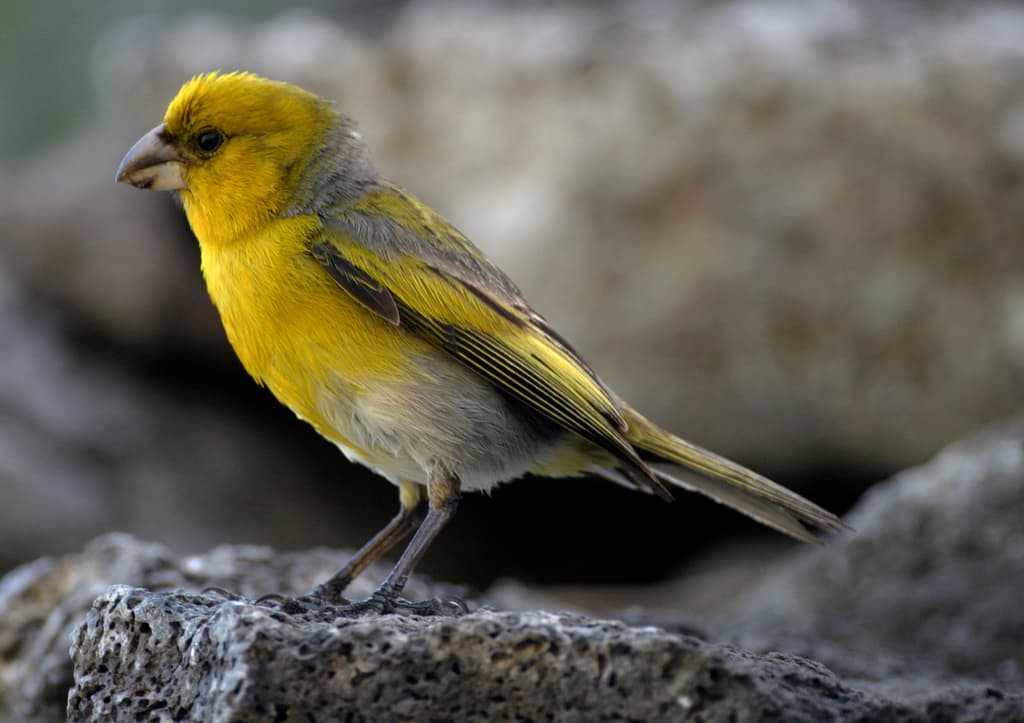 Nihoa Finch