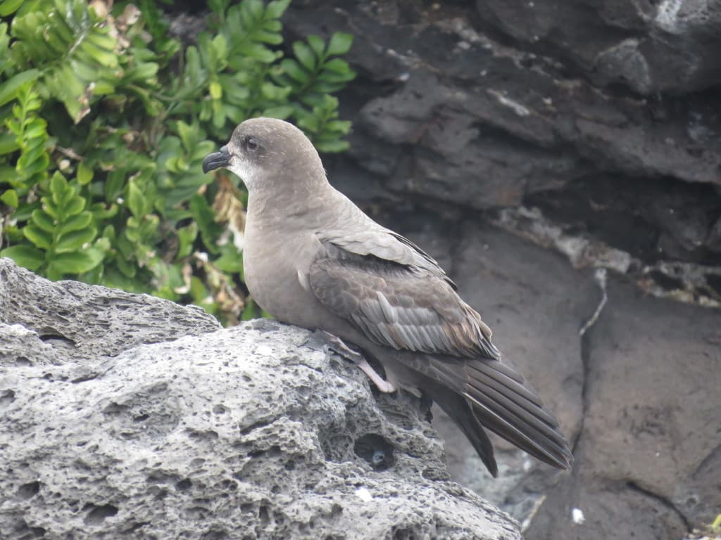Murphy's Petrel
