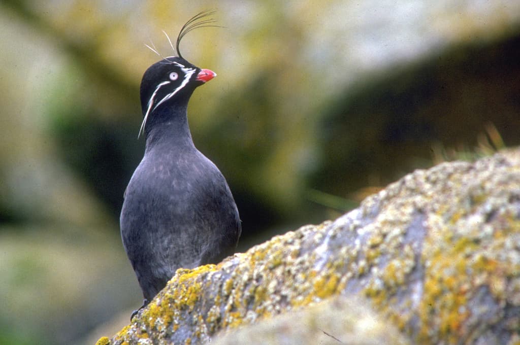 Whiskered Auklet