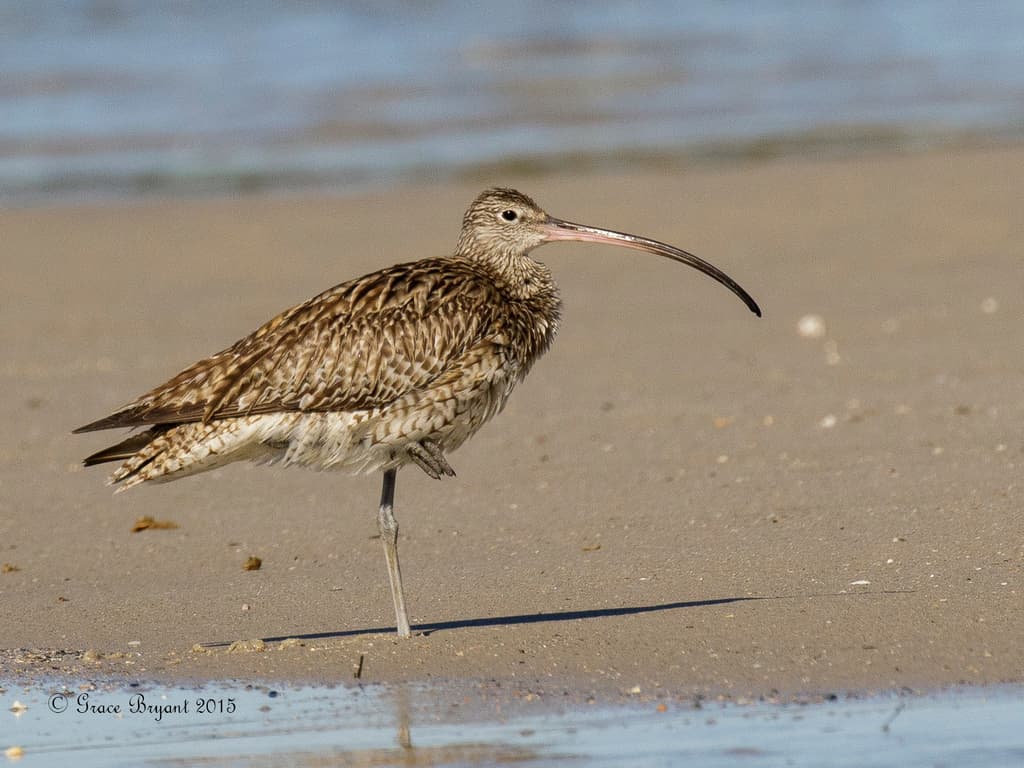 Far Eastern Curlew