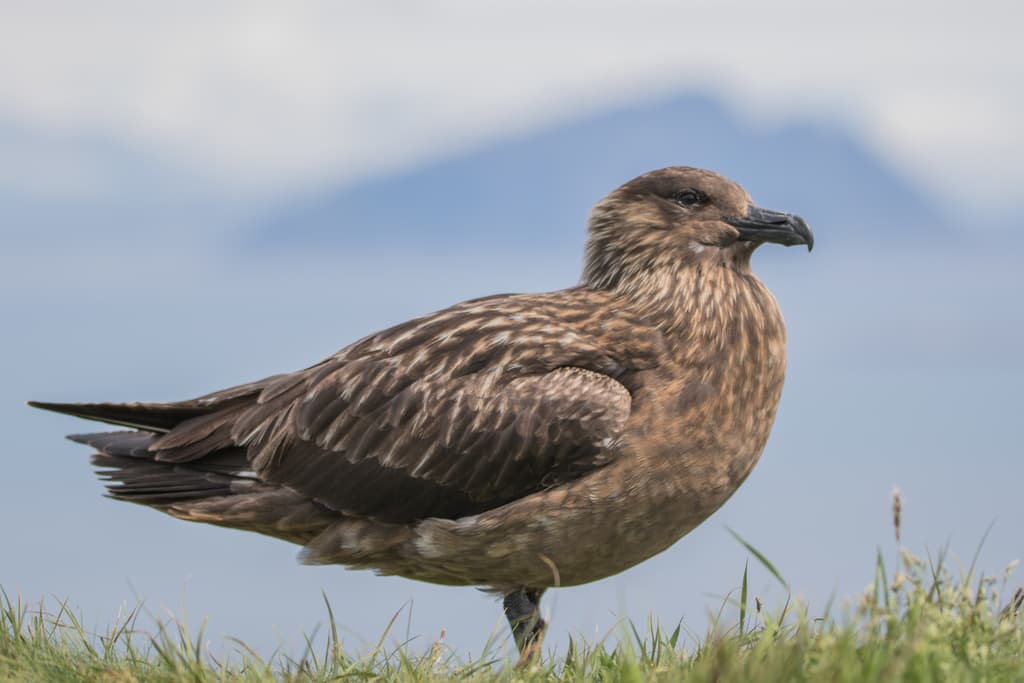 Great Skua