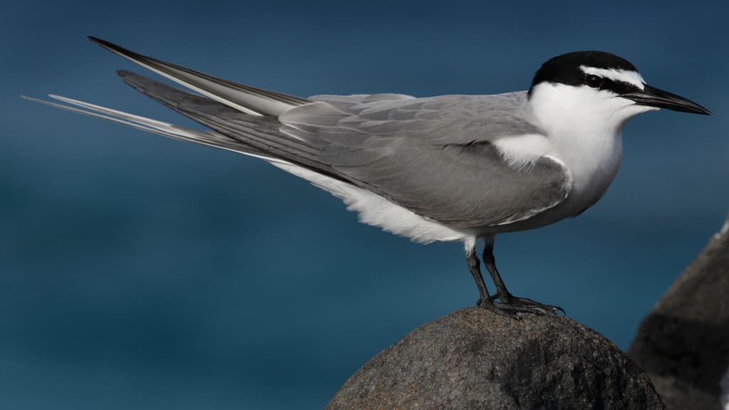 Gray-backed Tern