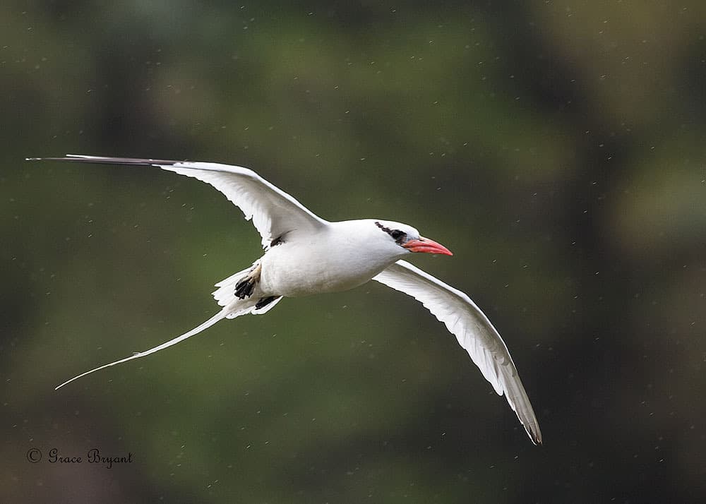 Red-billed Tropicbird