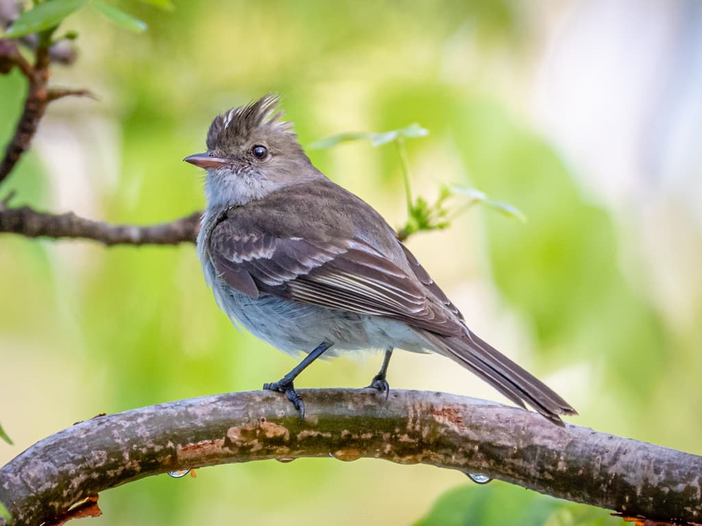 Caribbean Elaenia