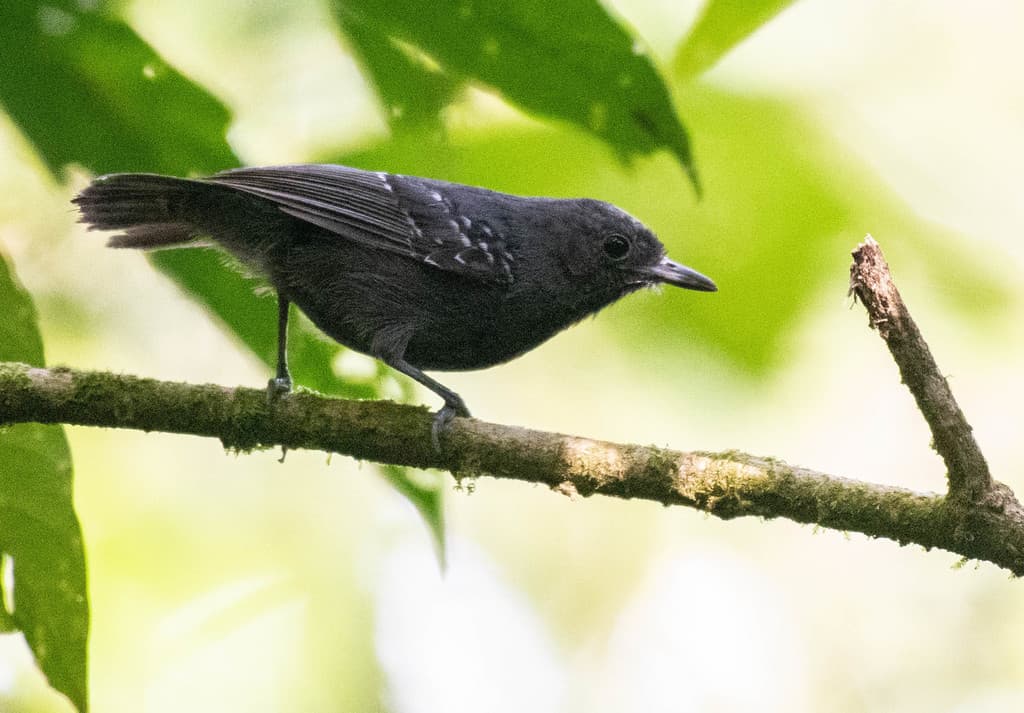 Slaty Antwren