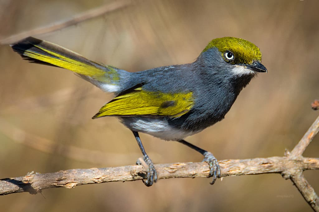Slaty Vireo