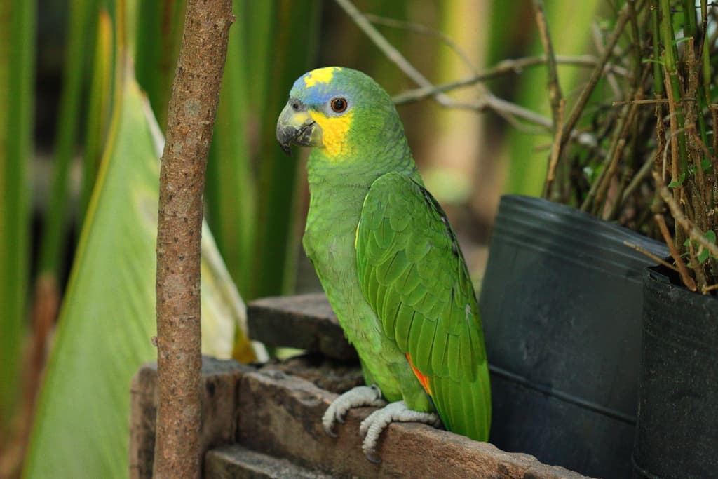 Orange-winged Amazon