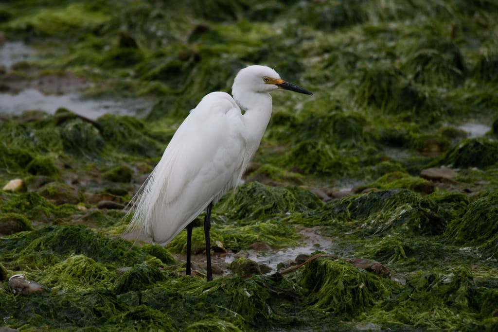 Medium Egret