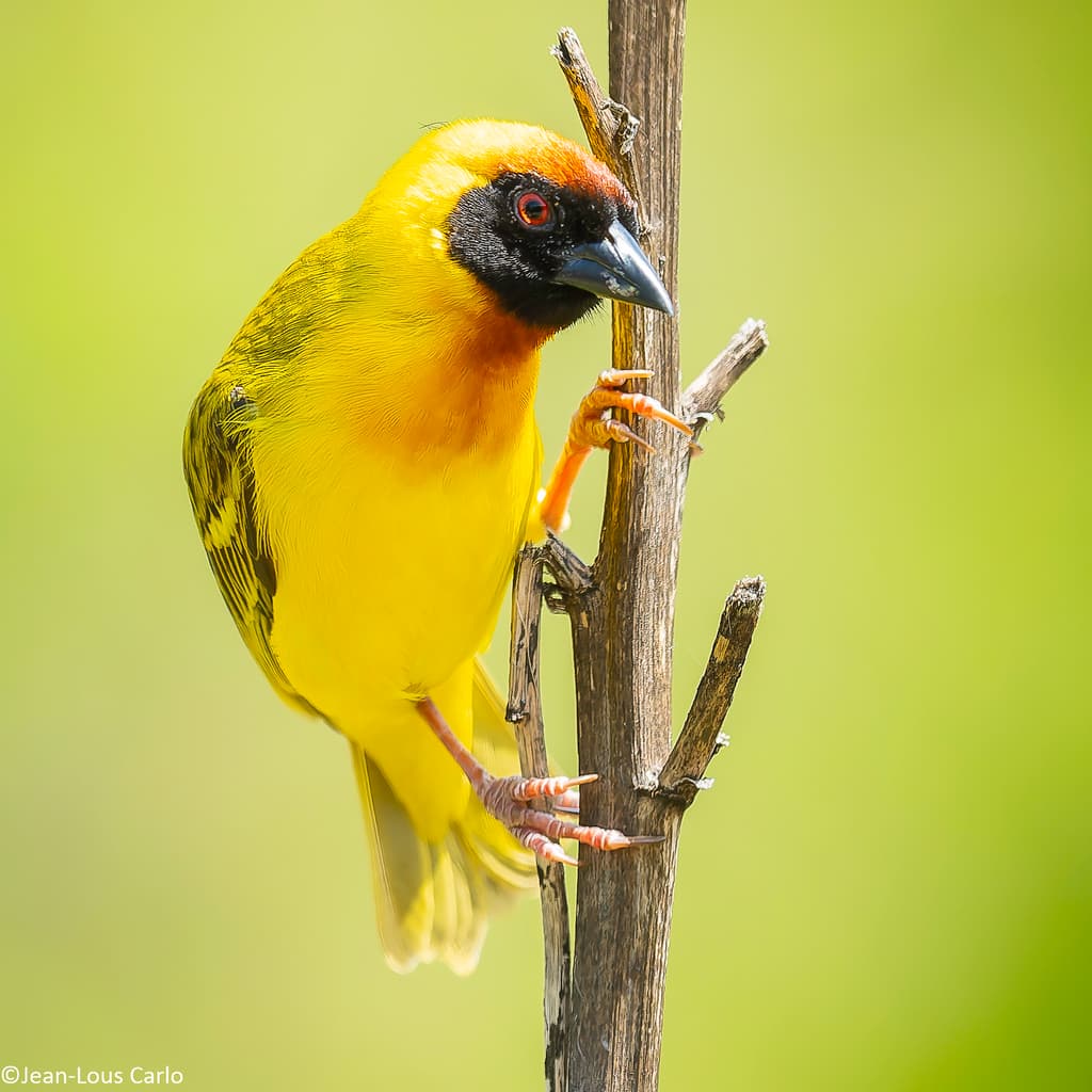 Vitelline Masked-Weaver
