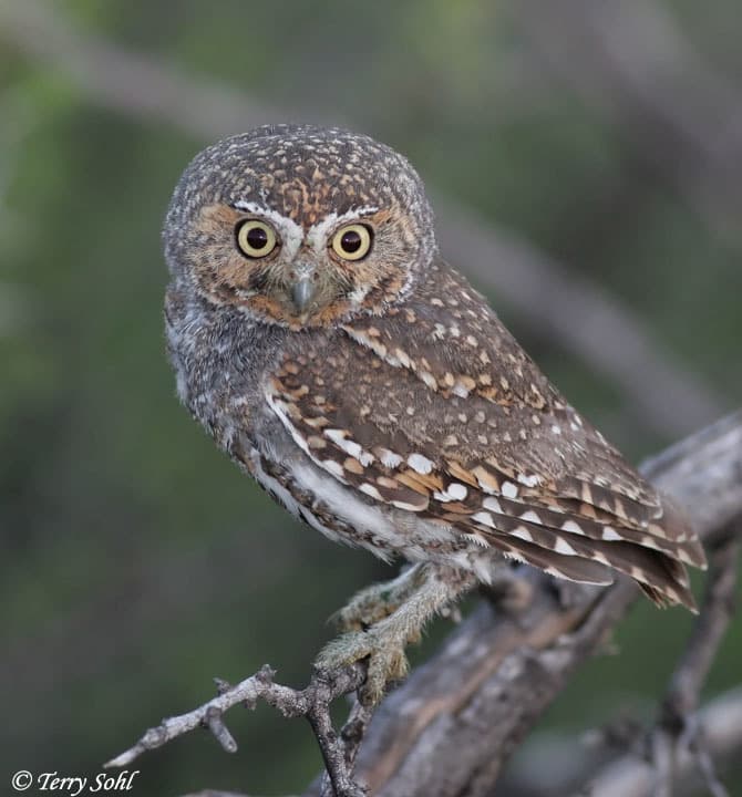Elf Owl