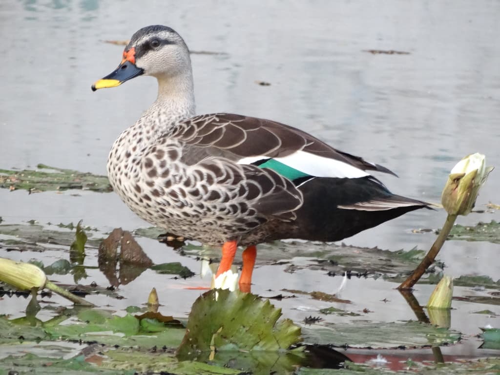Indian Spot-billed Duck