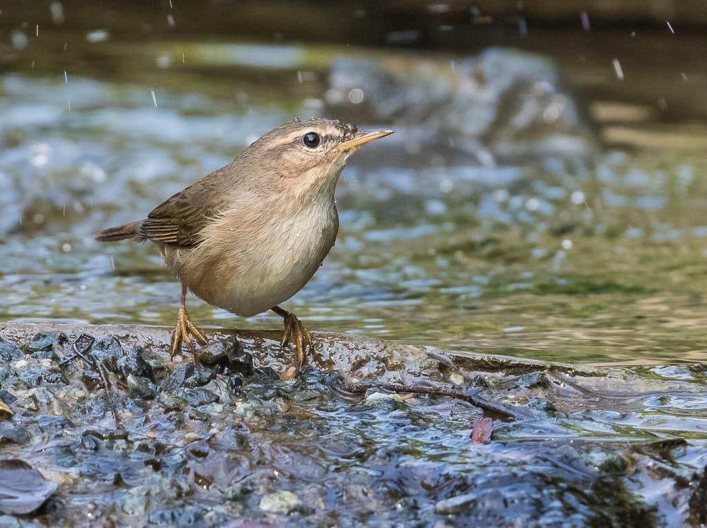 Dusky Warbler