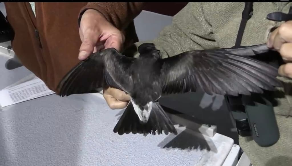Ainley's Storm-Petrel