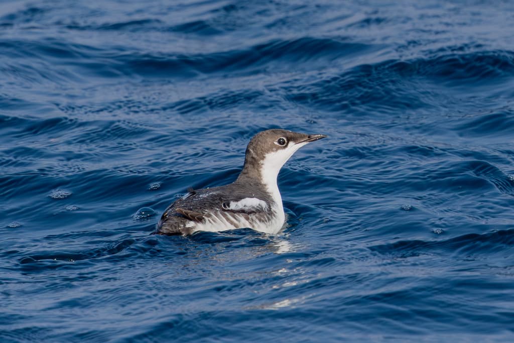 Long-billed Murrelet