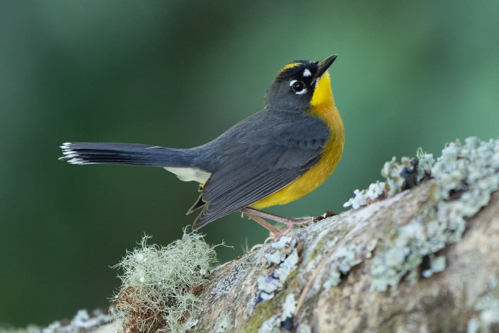 Fan-tailed Warbler