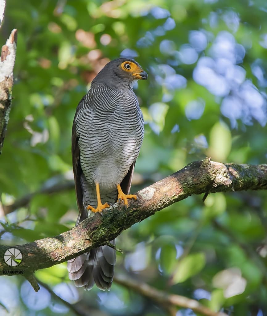 Barred Forest-Falcon