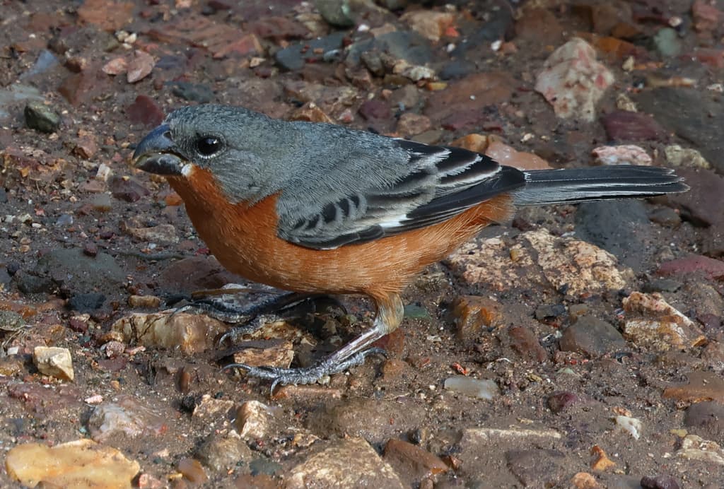 Ruddy-breasted Seedeater