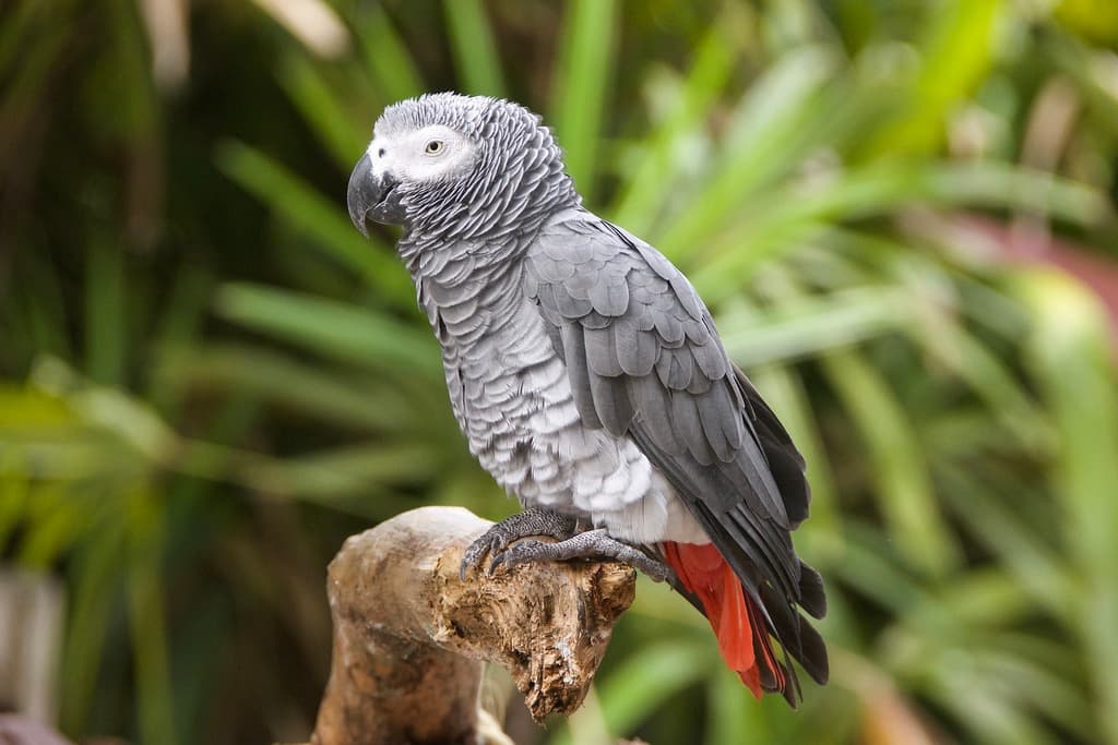 Gray Parrot