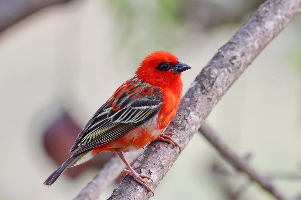 Red Fody