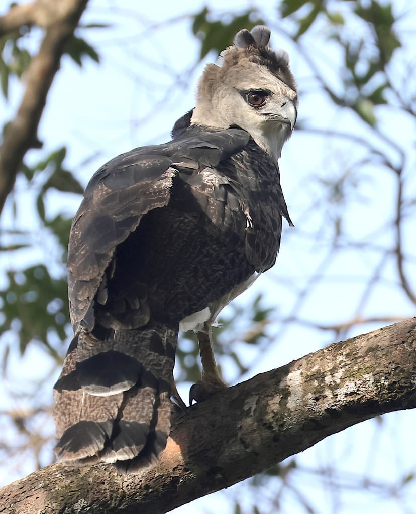 Crested Eagle