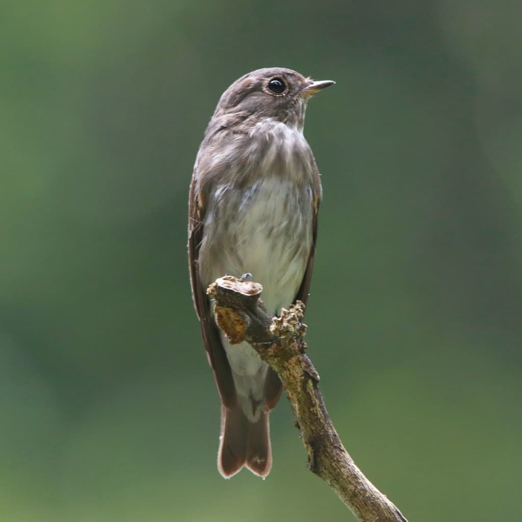 Dark-sided Flycatcher