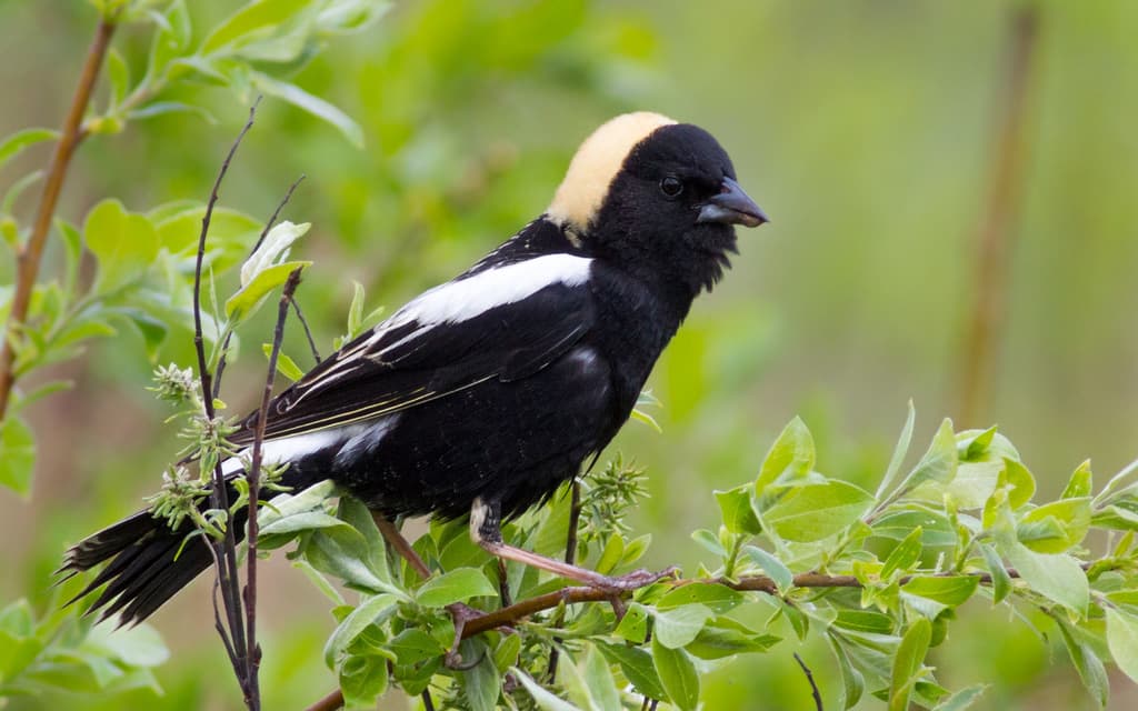 Bobolink