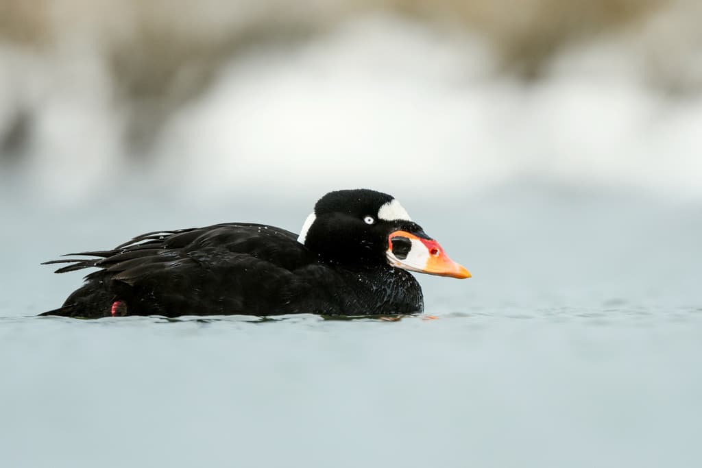 Surf Scoter
