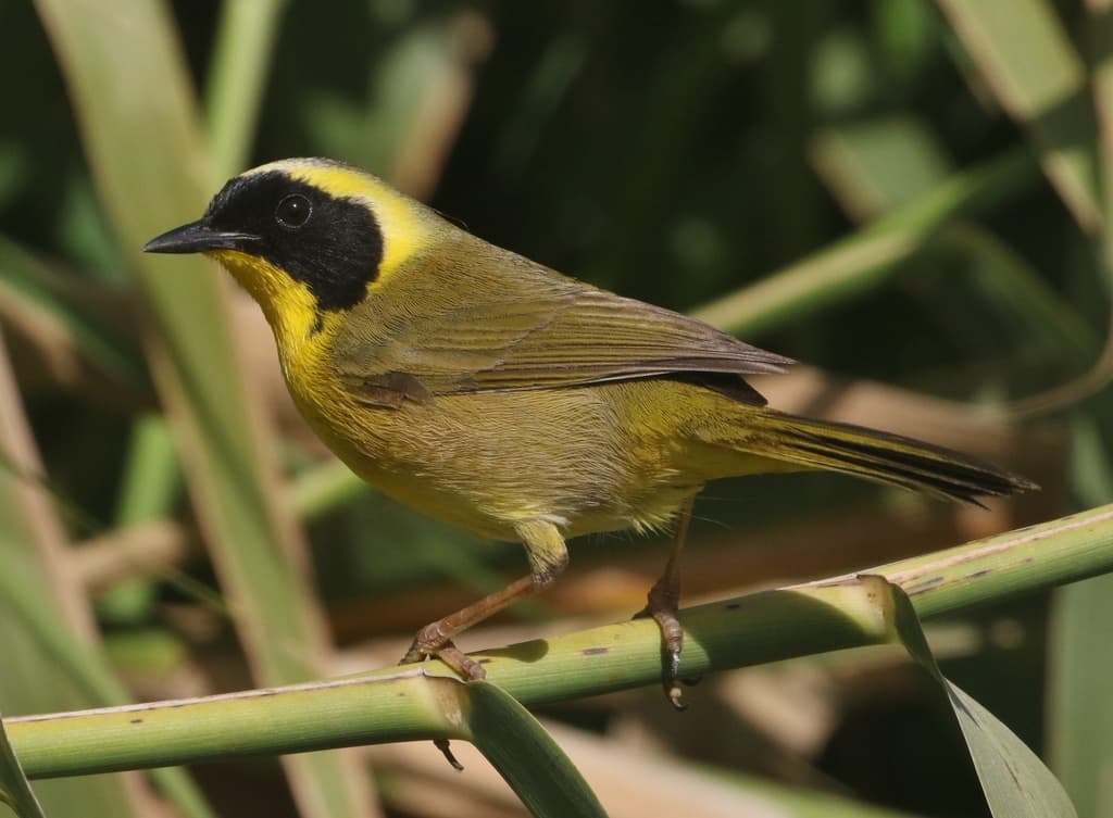 Belding's Yellowthroat