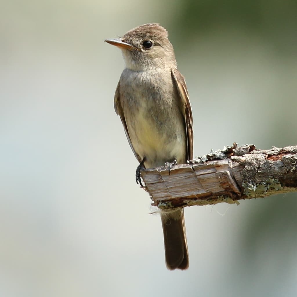 Northern Tropical Pewee
