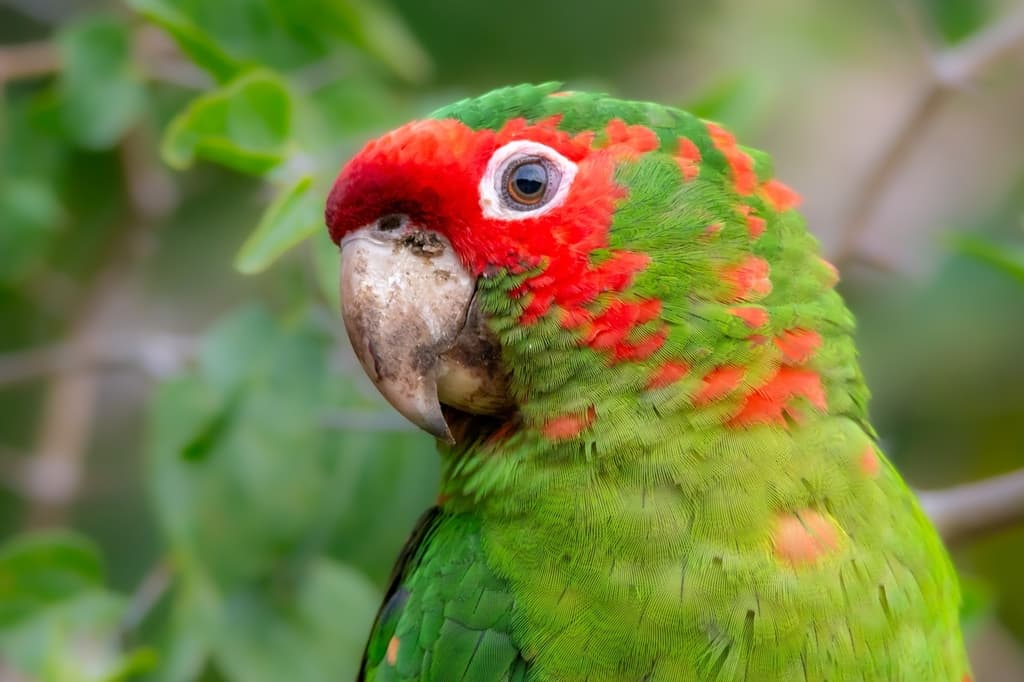 Mitred Parakeet