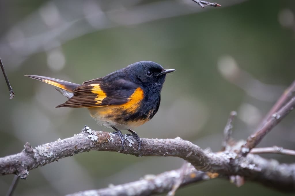 American Redstart