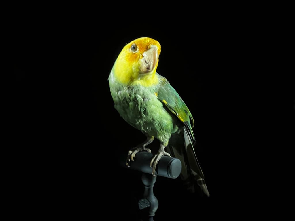 Carolina Parakeet