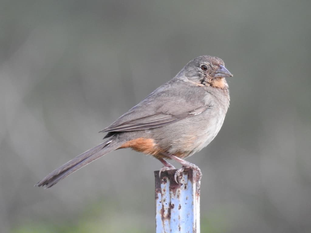 Canyon Towhee