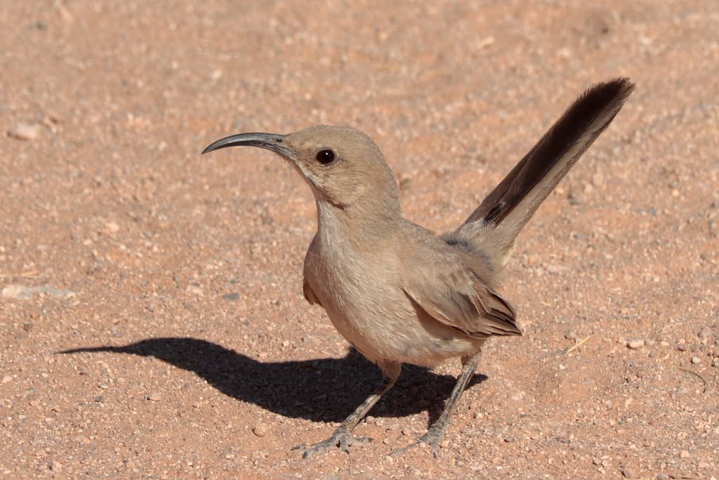 LeConte's Thrasher