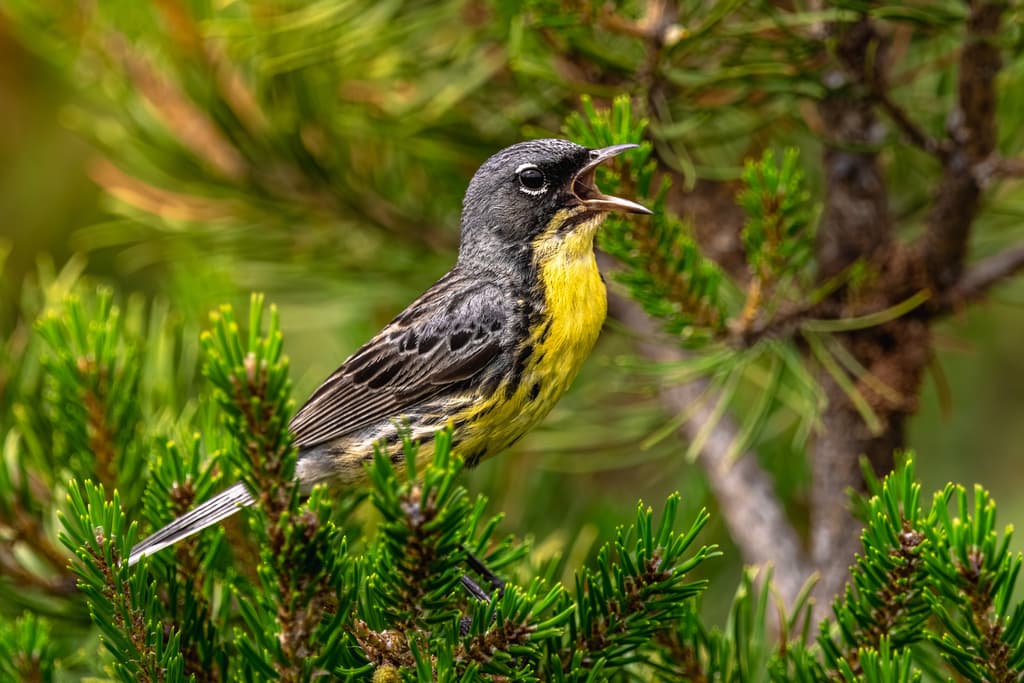 Kirtland's Warbler