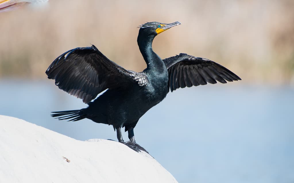 Double-crested Cormorant