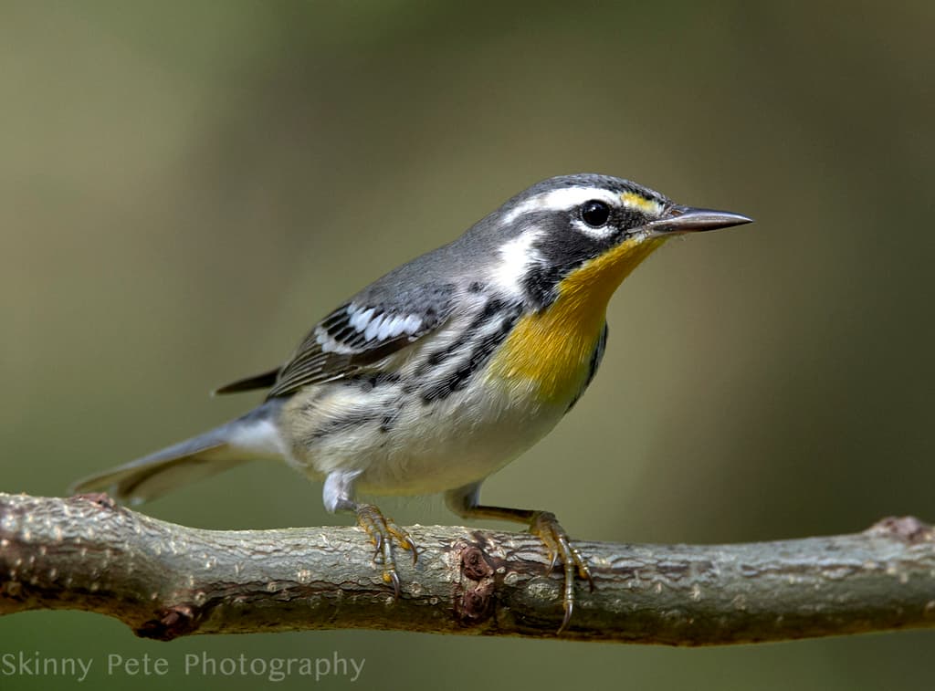 Yellow-throated Warbler