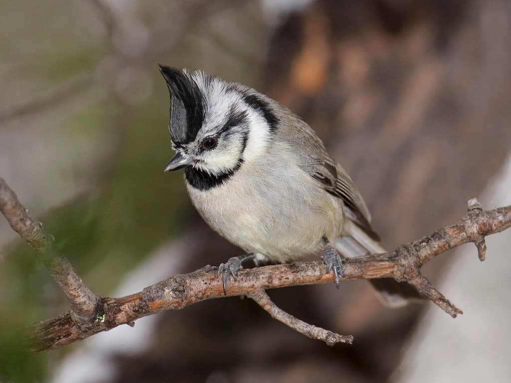 Bridled Titmouse