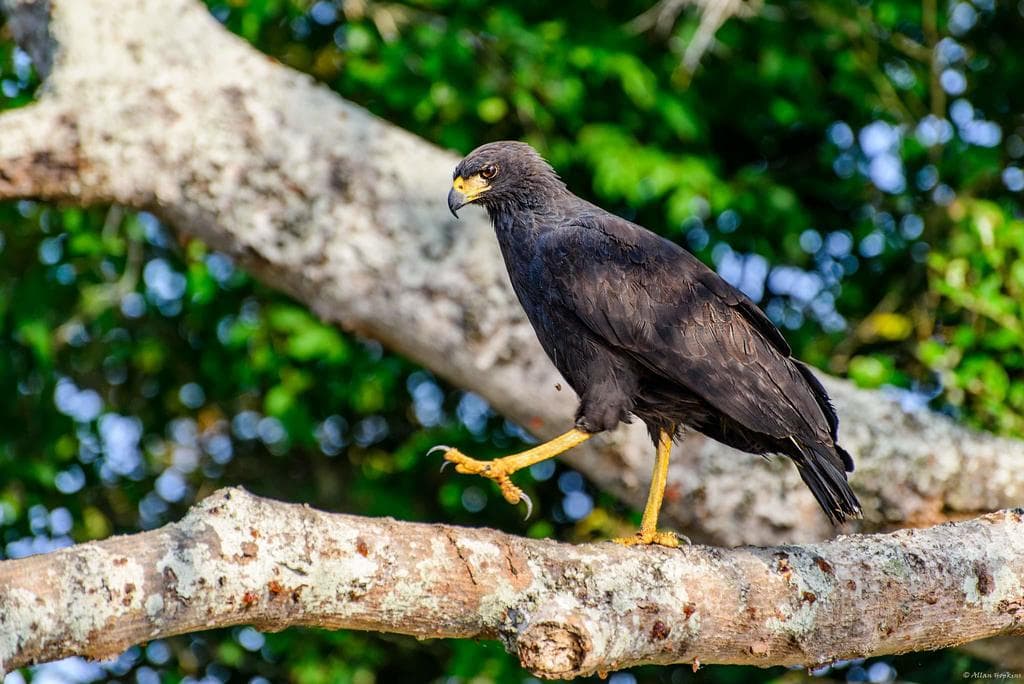 Great Black Hawk