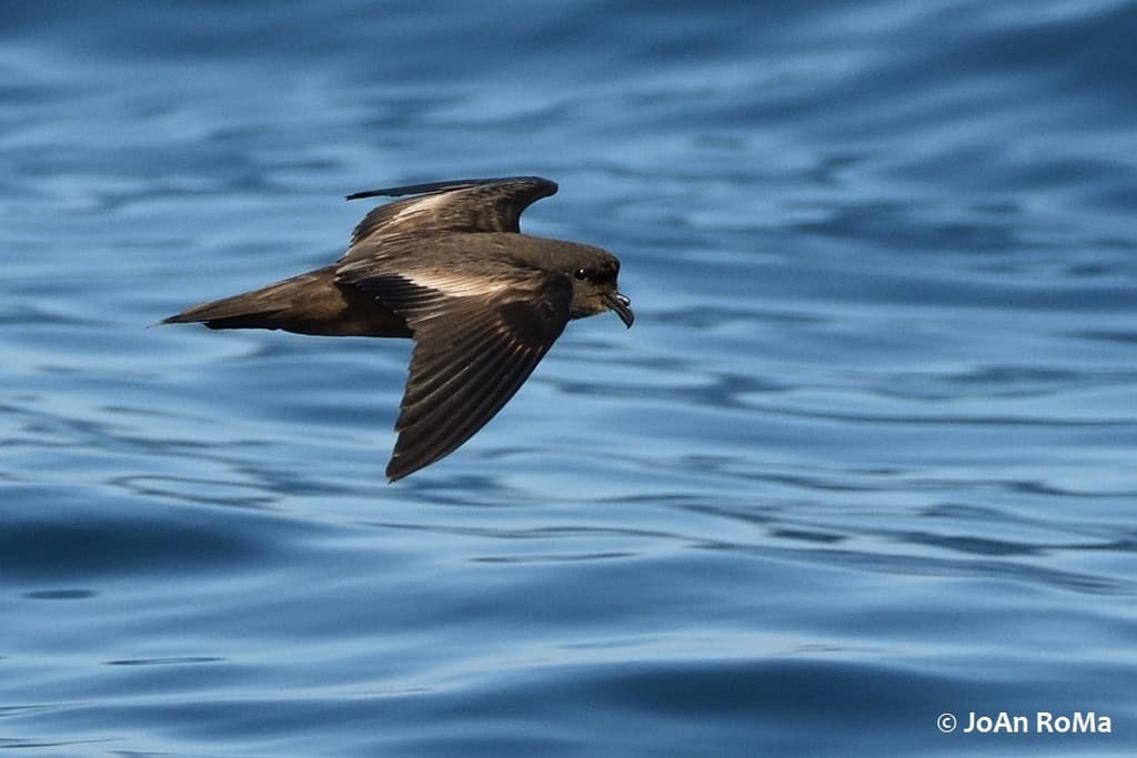 Least Storm-Petrel