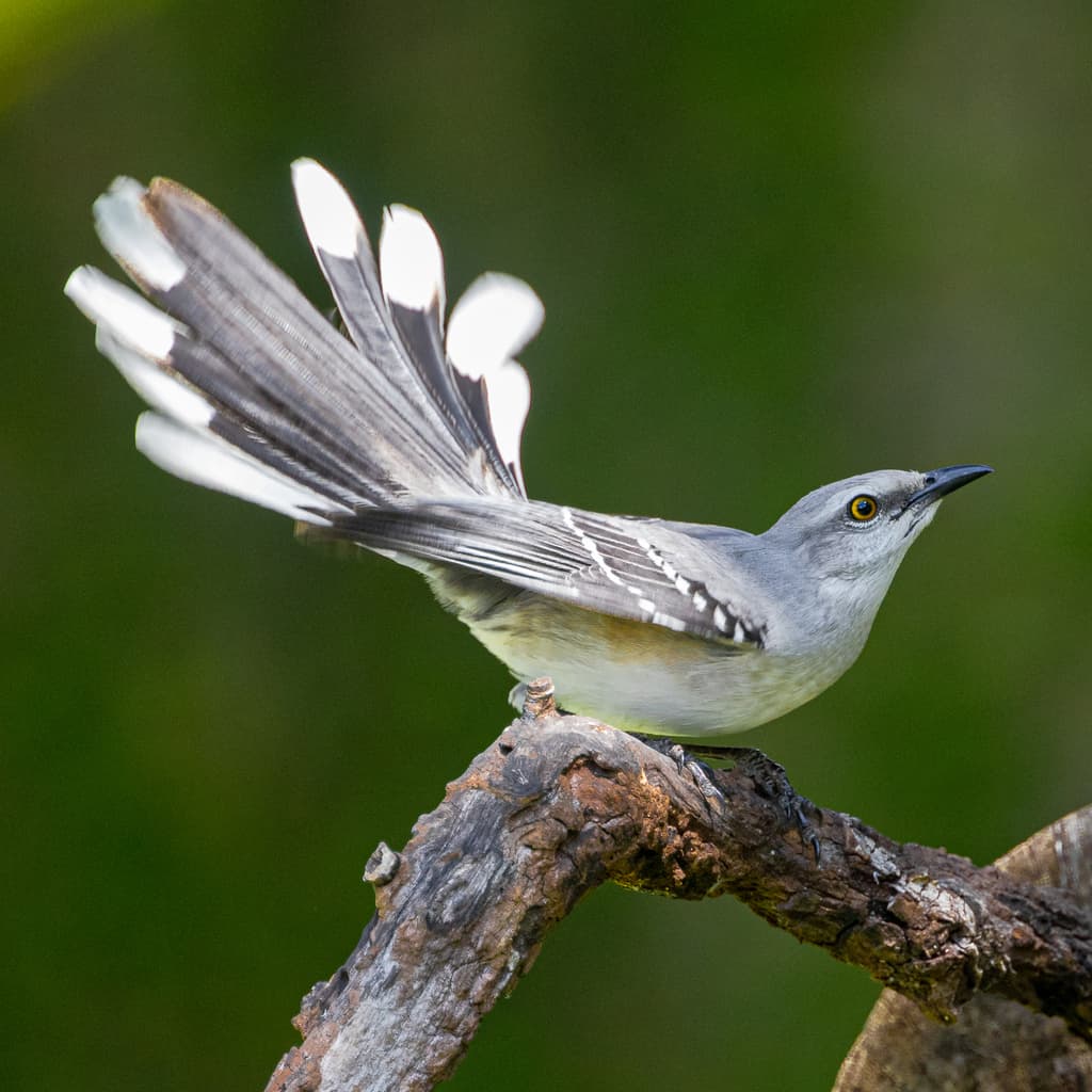 Tropical Mockingbird